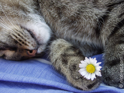Merlin - der G&auml;nseBl&uuml;mchen-Kater
