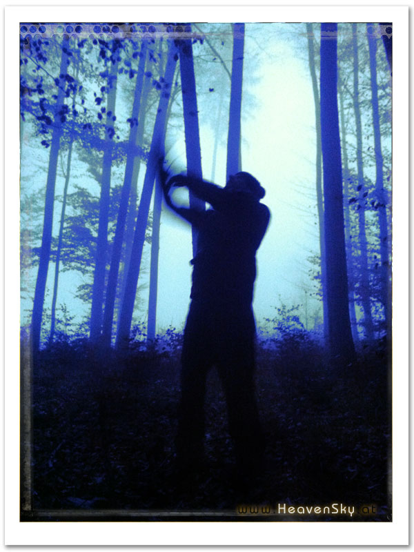 WaldWesen Fotografien