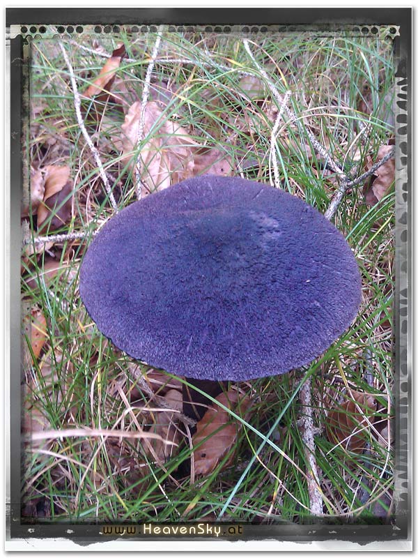 Fotografien WaldWesen Vorarlberg