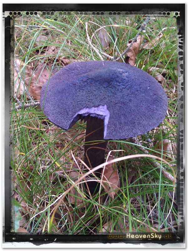 Fotografien WaldWesen Vorarlberg