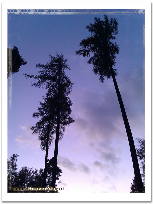 Fotografien WaldWesen Vorarlberg