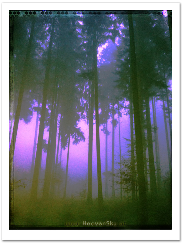 Fotografien WaldWesen Vorarlberg