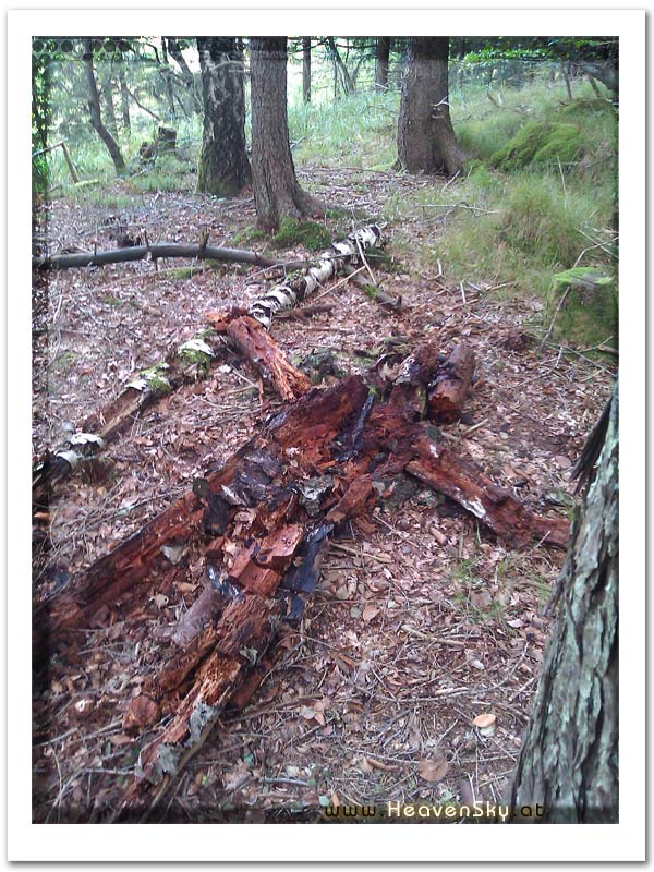 Fotografien WaldWesen Vorarlberg