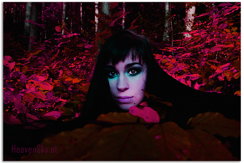 WaldWesen Fotografien