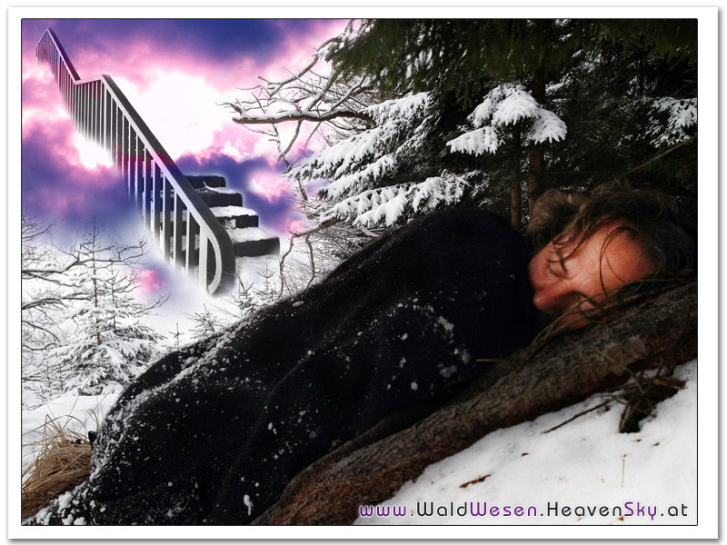 WaldWesen Fotografien