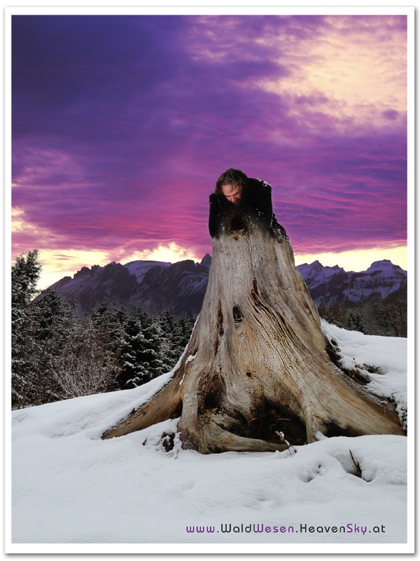 WaldWesen Fotografien