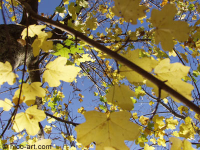 HerbstBaum zum Himmel
