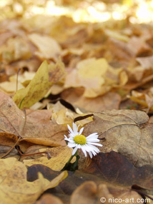 HerbstBl&auml;tterBoden