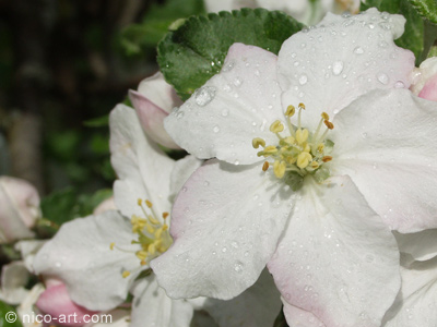 ApfelBaumBl&uuml;ten