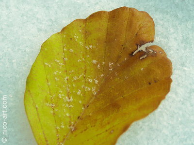 BuchenBlatt im Schnee