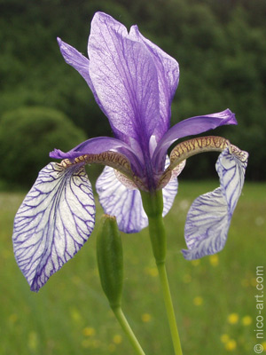 Iris