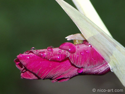 Purpurne Sch&ouml;nheit