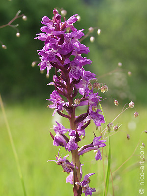 Wilde Orchidee