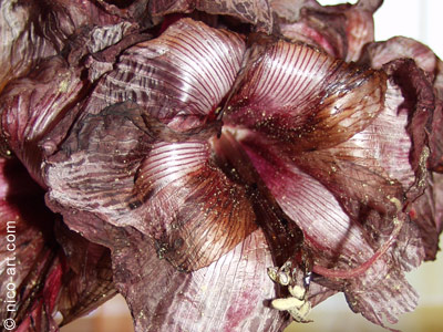 Ausgetrocknetes Leben